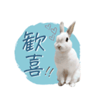 うさぎのLaniさん(日常で使える大人の敬語)（個別スタンプ：16）