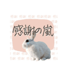 うさぎのLaniさん(日常で使える大人の敬語)（個別スタンプ：17）