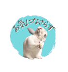 うさぎのLaniさん(日常で使える大人の敬語)（個別スタンプ：18）