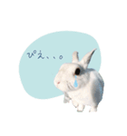 うさぎのLaniさん(日常で使える大人の敬語)（個別スタンプ：19）