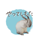 うさぎのLaniさん(日常で使える大人の敬語)（個別スタンプ：21）