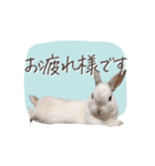 うさぎのLaniさん(日常で使える大人の敬語)（個別スタンプ：29）