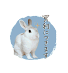 うさぎのLaniさん(日常で使える大人の敬語)（個別スタンプ：31）
