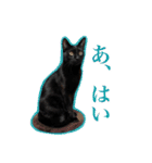 承諾猫（個別スタンプ：12）