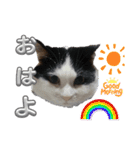 うちの可愛い3匹（個別スタンプ：1）