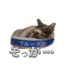 うちの可愛い3匹（個別スタンプ：8）