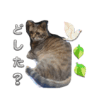 うちの可愛い3匹（個別スタンプ：9）