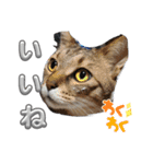 うちの可愛い3匹（個別スタンプ：11）