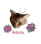 うちの可愛い3匹（個別スタンプ：14）