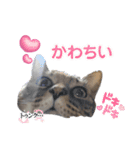 うちの可愛い3匹（個別スタンプ：15）
