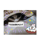 うちの可愛い3匹（個別スタンプ：16）
