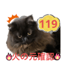 黒猫 ルナ院長119にゃんめ（個別スタンプ：1）