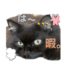 黒猫 ルナ院長119にゃんめ（個別スタンプ：5）