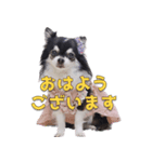 チワワのリーさんとふーりん♡スタンプ -1-（個別スタンプ：2）