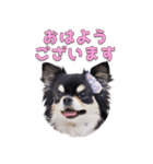 チワワのリーさんとふーりん♡スタンプ -1-（個別スタンプ：3）