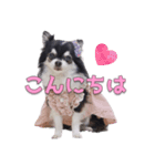 チワワのリーさんとふーりん♡スタンプ -1-（個別スタンプ：5）