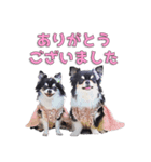 チワワのリーさんとふーりん♡スタンプ -1-（個別スタンプ：13）