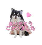 チワワのリーさんとふーりん♡スタンプ -1-（個別スタンプ：14）