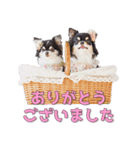 チワワのリーさんとふーりん♡スタンプ -1-（個別スタンプ：16）