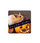 ハムちゃん好きのハロウィンスタンプ（個別スタンプ：1）