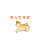 柴犬（しばいぬ）スタンプです（個別スタンプ：3）