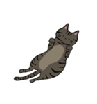 我が家のねこ3姉妹(日常スタンプ)（個別スタンプ：16）