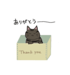 我が家のねこ3姉妹(日常スタンプ)（個別スタンプ：28）