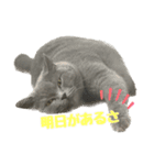 まるちゃんの日常会話③（個別スタンプ：6）