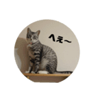 癒しの雑種猫シリーズ（個別スタンプ：4）