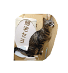 癒しの雑種猫シリーズ（個別スタンプ：7）