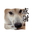 ラブリーむくたろう（個別スタンプ：2）