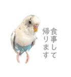 セキセイインコのシルちゃん3（個別スタンプ：32）