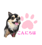 どうぶつのけんり（個別スタンプ：5）