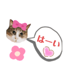 どうぶつのけんり（個別スタンプ：6）
