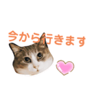 どうぶつのけんり（個別スタンプ：7）
