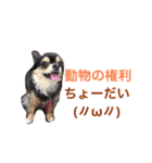 どうぶつのけんり（個別スタンプ：8）
