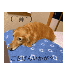 ダックスの日常あいさつ（個別スタンプ：4）