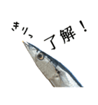 水生生物集『サンマ -秋刀魚-』（実写版）（個別スタンプ：6）