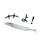 水生生物集『サンマ -秋刀魚-』（実写版）（個別スタンプ：8）