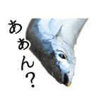 水生生物集『サンマ -秋刀魚-』（実写版）（個別スタンプ：13）