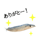 水生生物集『サンマ -秋刀魚-』（実写版）（個別スタンプ：17）