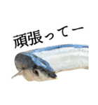 水生生物集『サンマ -秋刀魚-』（実写版）（個別スタンプ：22）