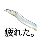 水生生物集『サンマ -秋刀魚-』（実写版）（個別スタンプ：23）