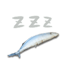 水生生物集『サンマ -秋刀魚-』（実写版）（個別スタンプ：24）