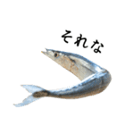 水生生物集『サンマ -秋刀魚-』（実写版）（個別スタンプ：25）