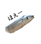 水生生物集『サンマ -秋刀魚-』（実写版）（個別スタンプ：26）