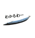 水生生物集『サンマ -秋刀魚-』（実写版）（個別スタンプ：27）