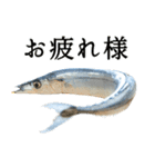 水生生物集『サンマ -秋刀魚-』（実写版）（個別スタンプ：28）