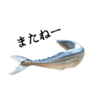水生生物集『サンマ -秋刀魚-』（実写版）（個別スタンプ：29）