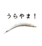 水生生物集『サンマ -秋刀魚-』（実写版）（個別スタンプ：31）
